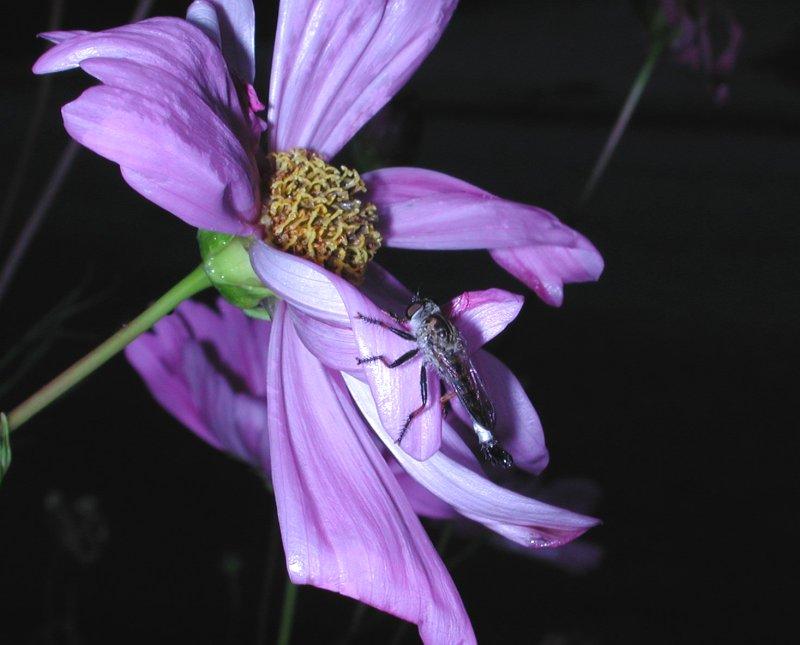 Purple; DISPLAY FULL IMAGE.