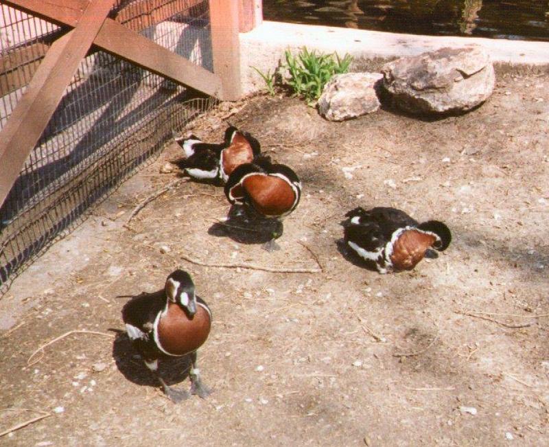 Red-breasted Geese; DISPLAY FULL IMAGE.