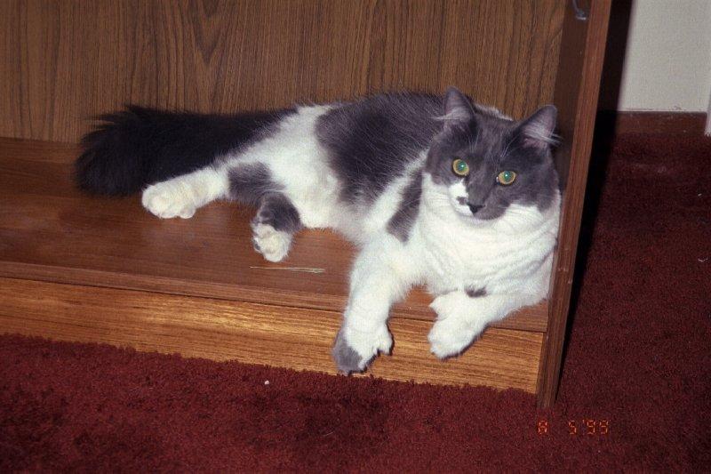 And another kitty pic; DISPLAY FULL IMAGE.