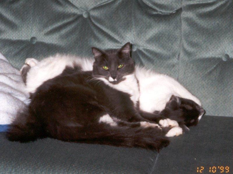 Cats -- Richie and Nicky; DISPLAY FULL IMAGE.