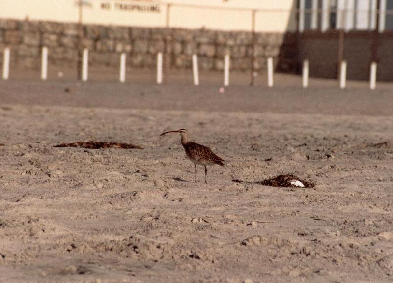 Mexico Souvenirs - Sandpipery thing at Rosarito Beach - can anyone identify?; DISPLAY FULL IMAGE.