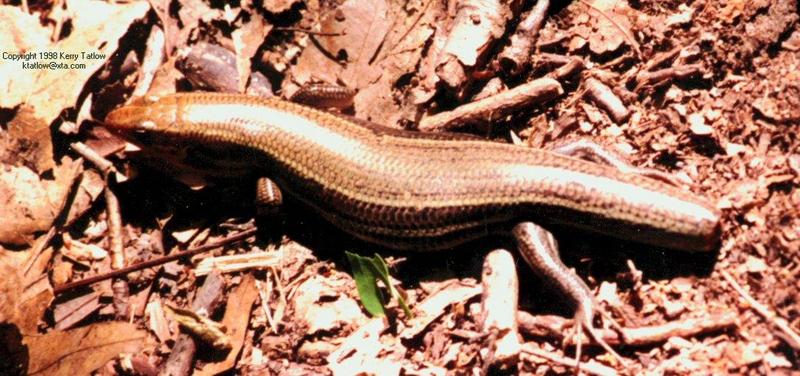 Scincidae - ktatlow@xta.com.jpg; DISPLAY FULL IMAGE.