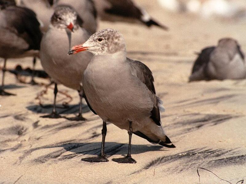 California souvenirs - another pretty seagull at Coronado Beach; DISPLAY FULL IMAGE.