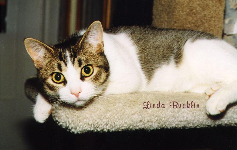 Sinbad! (cat); DISPLAY FULL IMAGE.