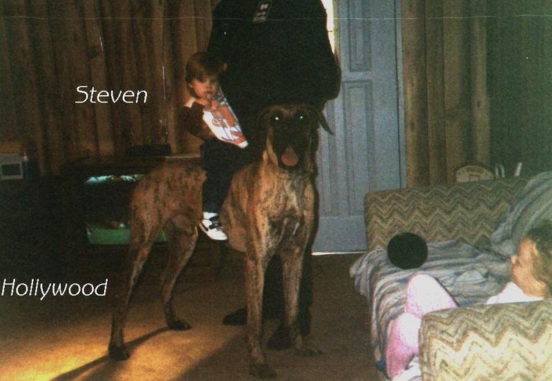 (Description) File 22 of 40 - Sire Hollywood - 1993.jpg (1/1); DISPLAY FULL IMAGE.
