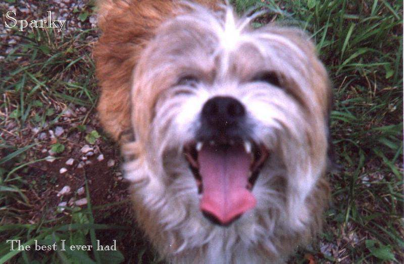 (Description) File 24 of 40 - Sparky - 002.jpg (1/1); DISPLAY FULL IMAGE.