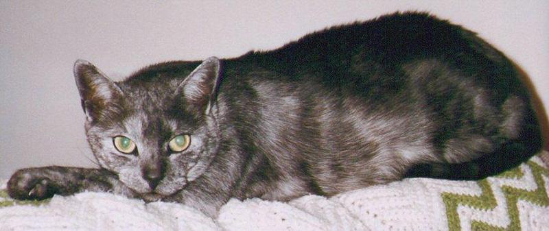 Syxx and Storm (cats); DISPLAY FULL IMAGE.