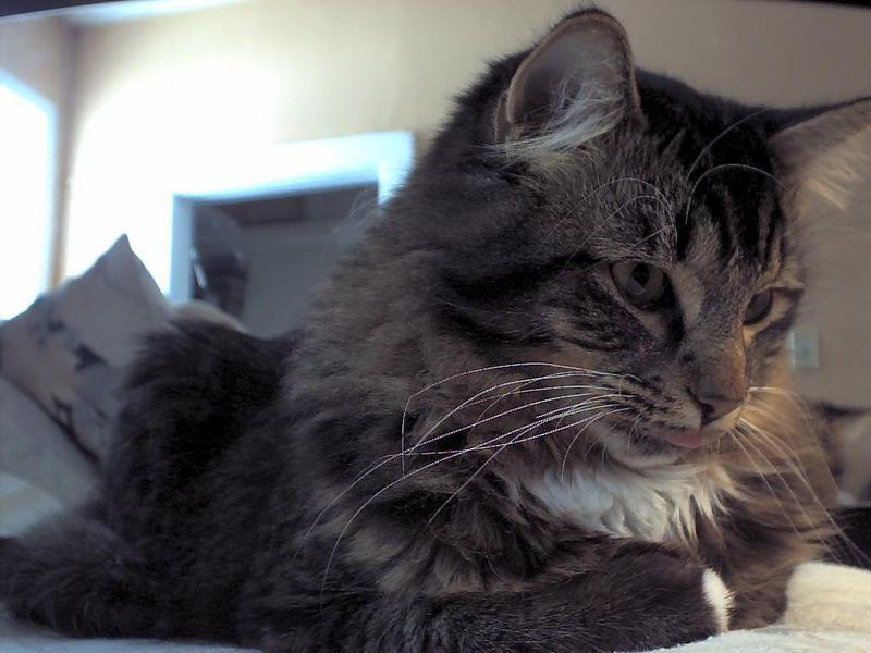 sylvester; DISPLAY FULL IMAGE.