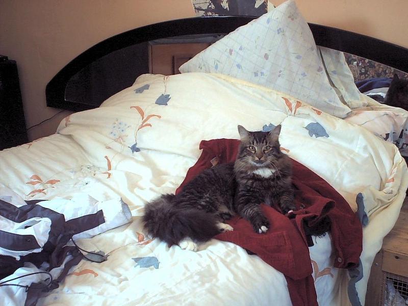 sylvester; DISPLAY FULL IMAGE.