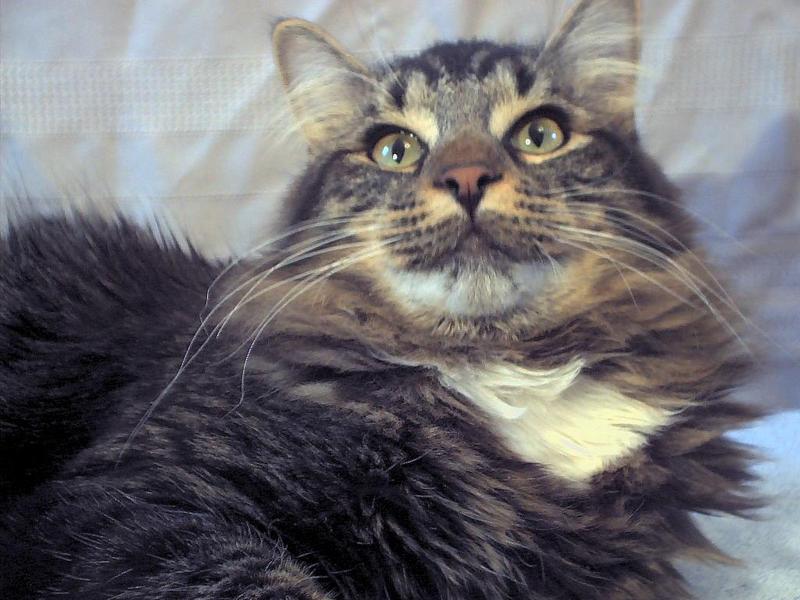 sylvester; DISPLAY FULL IMAGE.