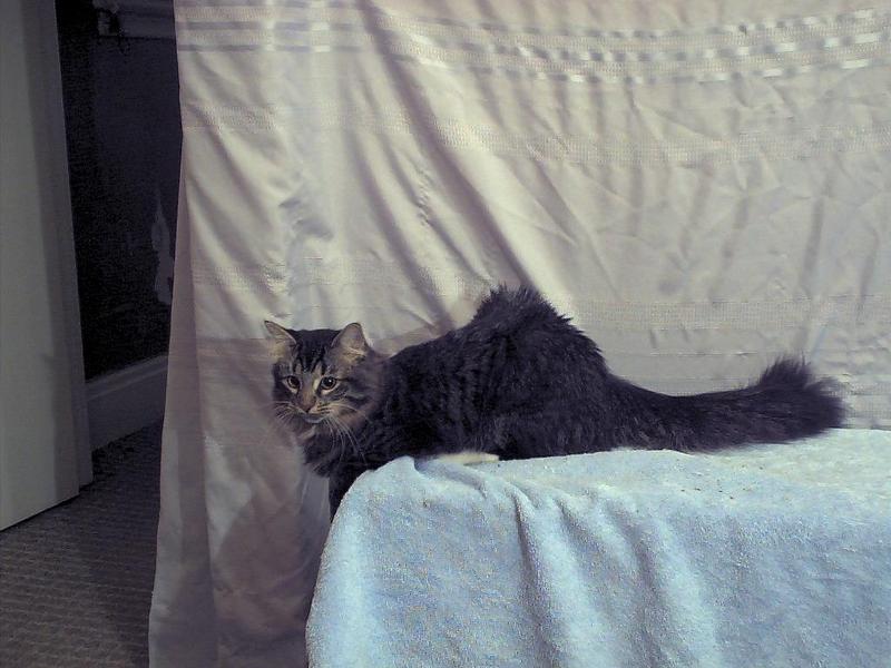sylvester; DISPLAY FULL IMAGE.