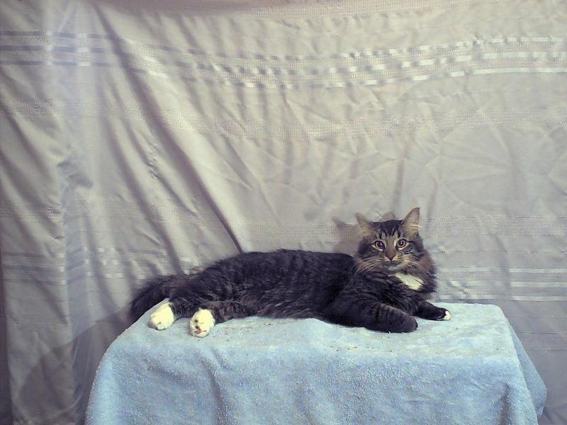 sylvester; DISPLAY FULL IMAGE.