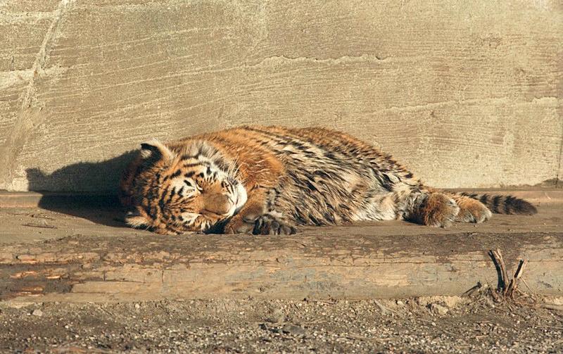 Hagenbeck Too, tiger cubs and a new lens - a pool of water didn't clean; DISPLAY FULL IMAGE.