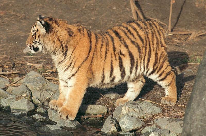 Seconds before that beautiful fur became all mud and dirt :-) Hagenbeck; DISPLAY FULL IMAGE.