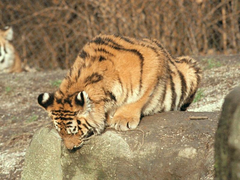 Ready to pounce on unsuspective Daddy :-) More of the Hagenbeck Zoo; DISPLAY FULL IMAGE.