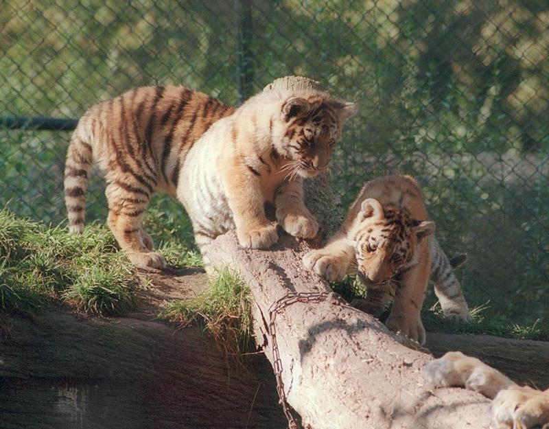 Hagenbeck Zoo Siberian tiger cubs - three quarters of the CATastrophe :-); DISPLAY FULL IMAGE.
