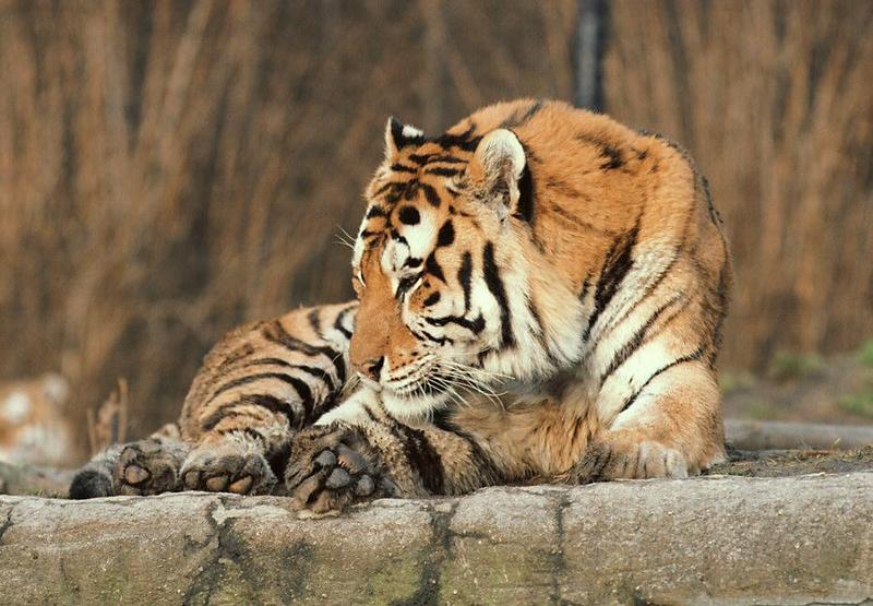 Who wanted a full body shot? Daddy Tiger showing it all; DISPLAY FULL IMAGE.