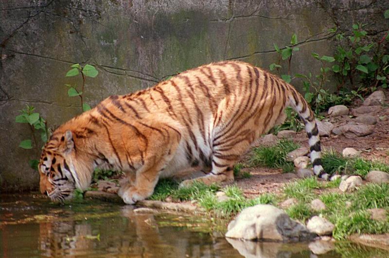 For Rechelle and everyone else - Daddy Tiger, new scan - little blurred, I confess; DISPLAY FULL IMAGE.