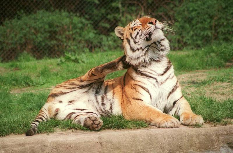 What came after the fly attack - Daddy Tiger feeling itchy :-); DISPLAY FULL IMAGE.