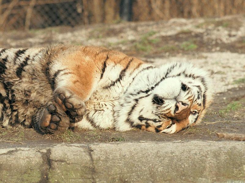 Super sweet wallpaper - Daddy Tiger again - don't rotate, it's right; DISPLAY FULL IMAGE.