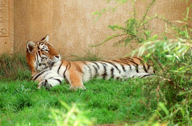 Still not out of Siberian tiger pics- Siberian doing the rug thing - and my WWW page updated; DISPLAY FULL IMAGE.