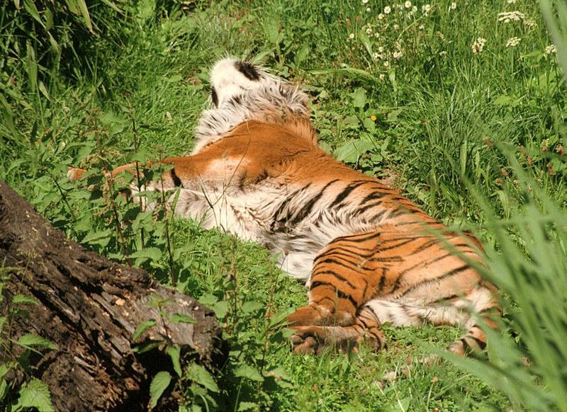 More Wilhelma Zoo pictures - the 20 year old Sumatran tigress doing the rug thing; DISPLAY FULL IMAGE.