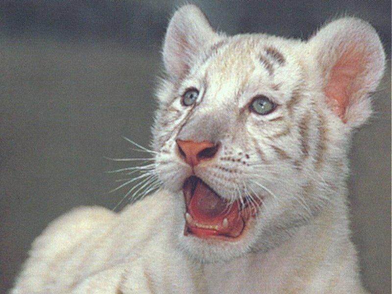 juvenile white tiger - Bengal tiger (Panthera tigris tigris); DISPLAY FULL IMAGE.
