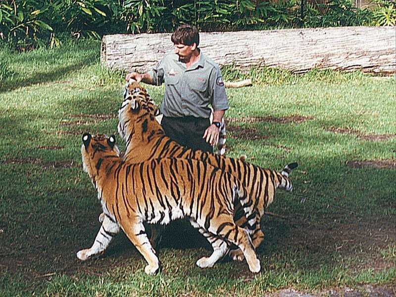 Tigers of Dreamworld Australia  7/7 jpg; DISPLAY FULL IMAGE.