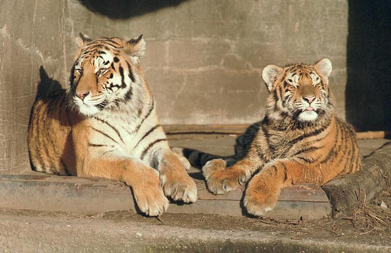 Hagenbeck Zoo rule of thumb: The smaller the cat, the bigger the paws; DISPLAY FULL IMAGE.
