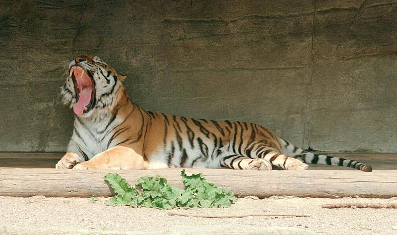 So many year 2000 negatives still to scan - and what Daddy Tiger thinksabout it :-); DISPLAY FULL IMAGE.