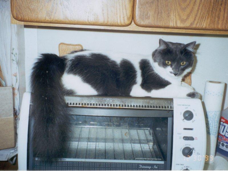 Toasty Richie, part 2; DISPLAY FULL IMAGE.