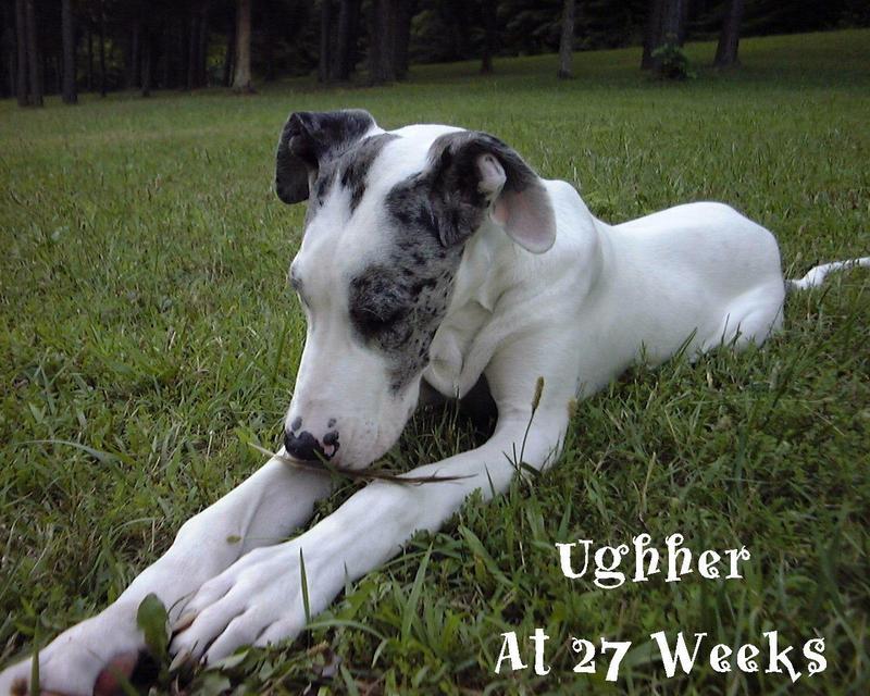 (Description) File 09 of 34 - Ughher - 0009.jpg (1/1); DISPLAY FULL IMAGE.