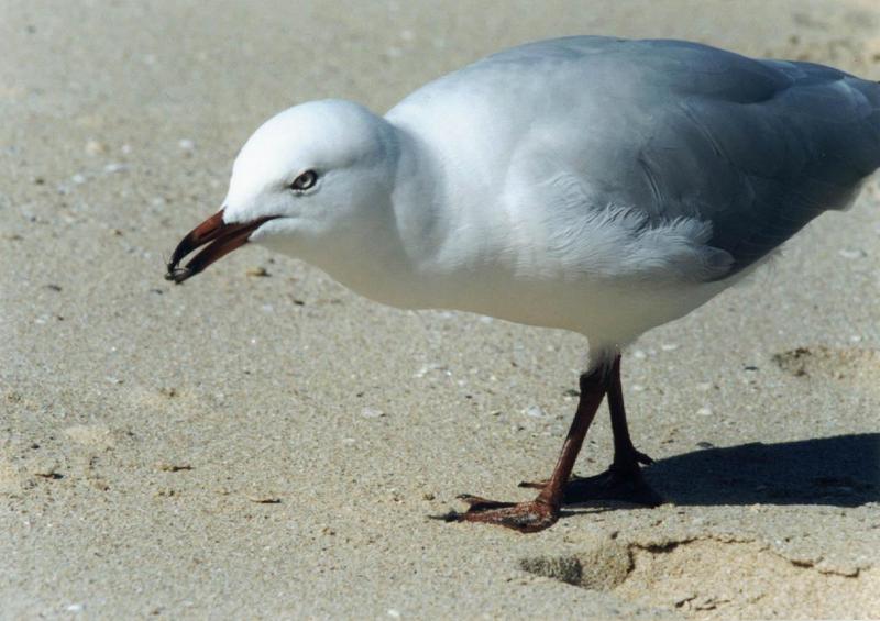 seagulls 2/3; DISPLAY FULL IMAGE.