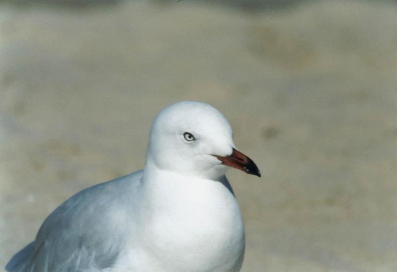 seagulls 3/3; DISPLAY FULL IMAGE.