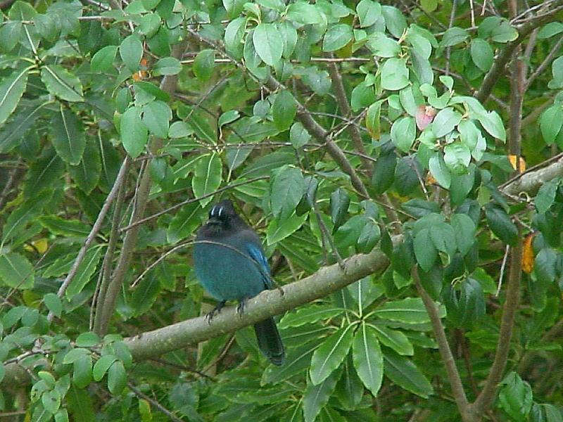 Jay 146k; DISPLAY FULL IMAGE.