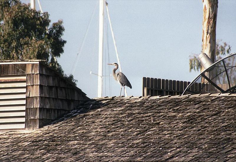 California souvenirs - Waterfowl on a roof in Point Loma - Please identify; DISPLAY FULL IMAGE.
