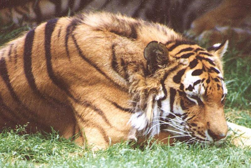 Big Cat celebating weekend; DISPLAY FULL IMAGE.
