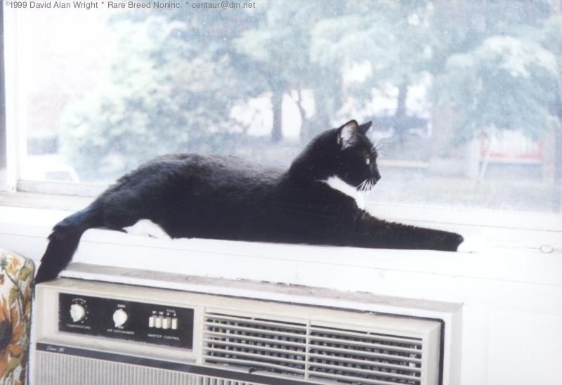 Onyx in the Window: WindowOnyx1.jpg; DISPLAY FULL IMAGE.