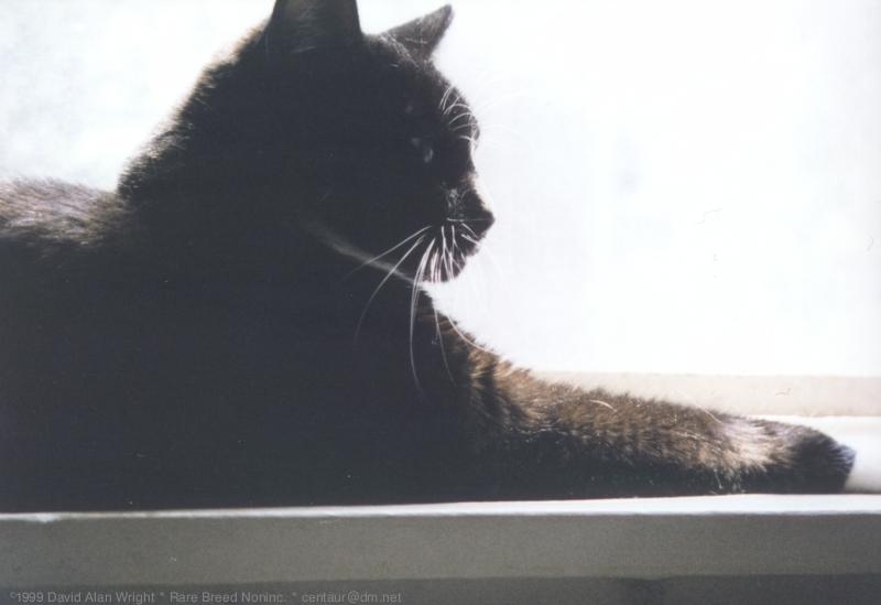 Onyx in the Window: WindowOnyx2.jpg; DISPLAY FULL IMAGE.