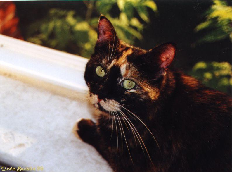cat-Yaz; DISPLAY FULL IMAGE.
