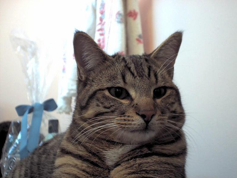ziggy; DISPLAY FULL IMAGE.