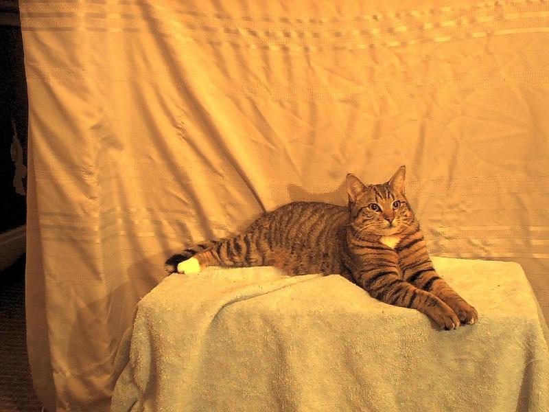 ziggy; DISPLAY FULL IMAGE.