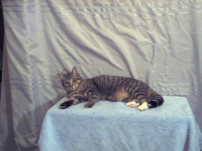 ziggy; DISPLAY FULL IMAGE.