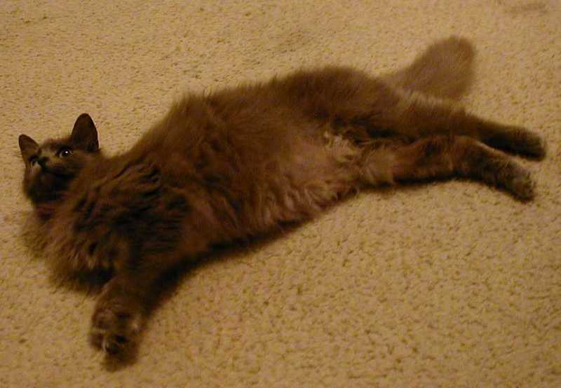 Ziggy the Supermodel Cat! ;) [1/3]; DISPLAY FULL IMAGE.