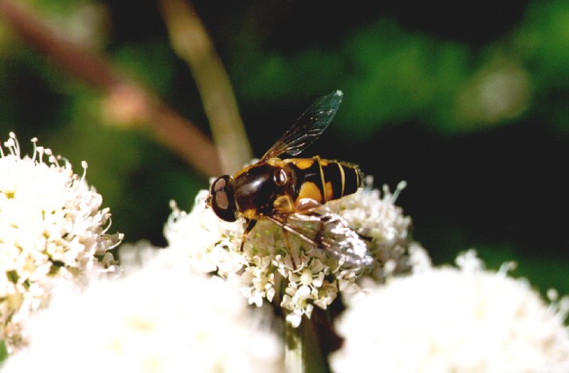 Syrphus ribesii; DISPLAY FULL IMAGE.