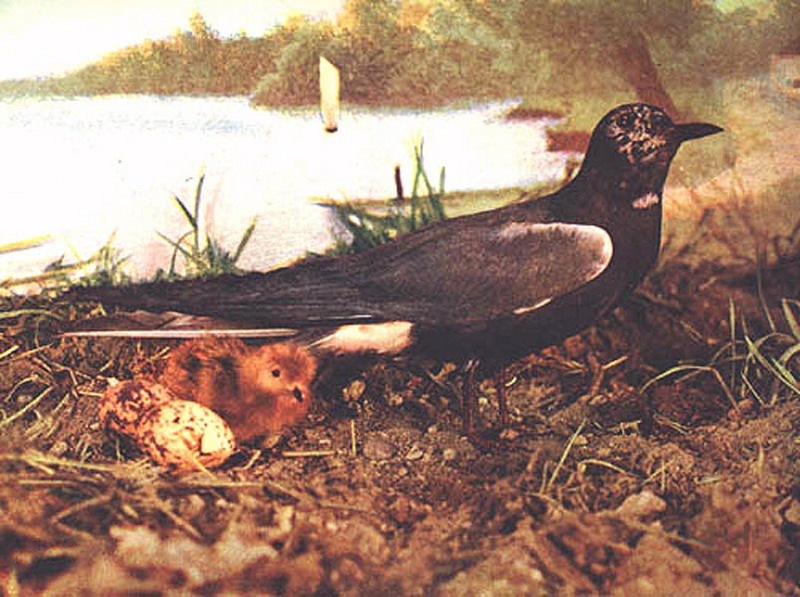 IDENTIFY this bird - Black Tern (Chlidonias niger)?; DISPLAY FULL IMAGE.