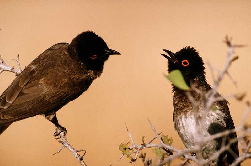 IDENTIFY this bird - Red-eyed Bulbuls?; DISPLAY FULL IMAGE.