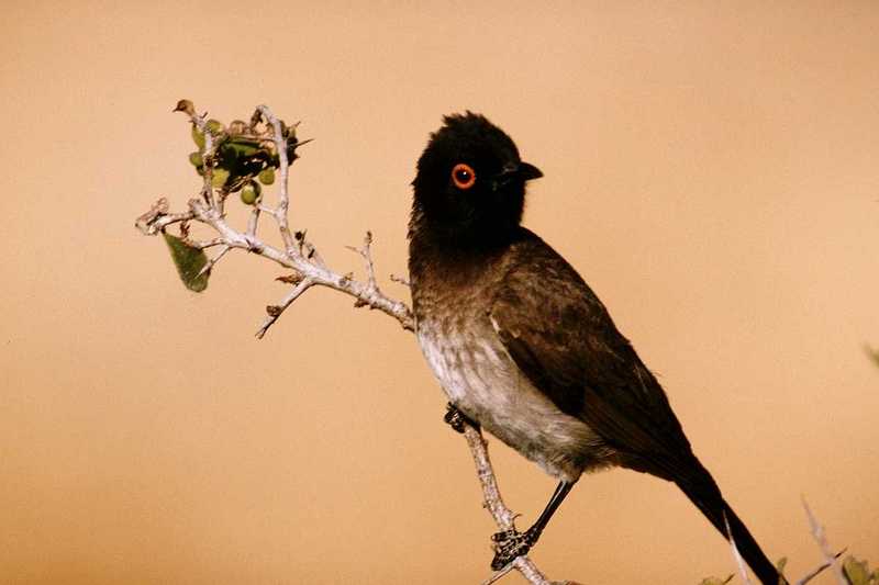 IDENTIFY this bird - Red-eyed Bulbul?; DISPLAY FULL IMAGE.