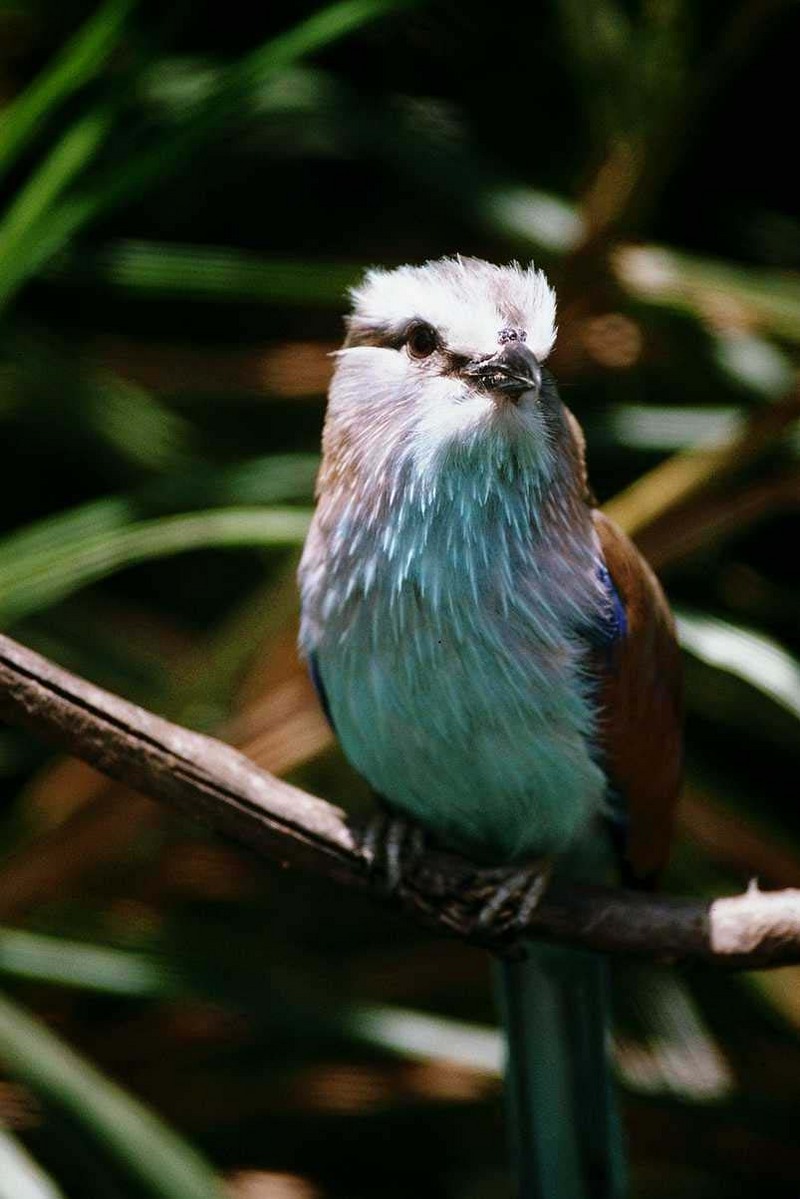 IDENTIFY this bird - aas50698.jpg [1/1]; DISPLAY FULL IMAGE.