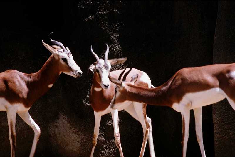 (Pls identify these) Antelopes 8; DISPLAY FULL IMAGE.